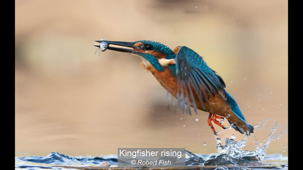 Kingfisher rising